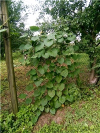d754b338-Ukrasni slak.jpg